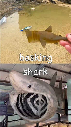 Learn Shark Names at the Beach for Kids: Great White Zebra Blue Basking Nurse