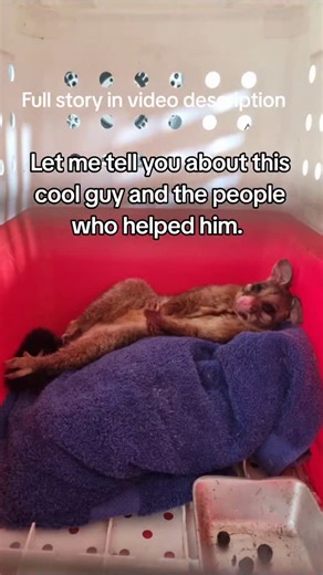 @sm_wildlife on Instagram: "My two shout outs! 1) Local humans A big thank you to these legends for installing a possum box for their local lad. With tree hollows disappearing, nest boxes give possums a safe place to sleep, raise young, and stay out of roofs, a win for wildlife and people! This is a great example of how we can support our native animals and coexist together. Because they were familiar with their possum, they quickly noticed something wasn’t right when he was seen a couple of tim