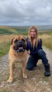 Coming tomorrow! *The BullMastiff* I meet the ultimate anti poacher dog. A giant guard-dog created so that Gamekeepers could catch thieving poachers. He’s huge, he’s powerful, but can he be a good pet? Find out tomorrow. . 🎥 Anneka Svenska & Green World TV - Animal Watch Featuring Verosa BullMastiffs Music Creative Commons licence Kevin Macleod #bullmastiff #mastiff #guarddog | Anneka Svenska