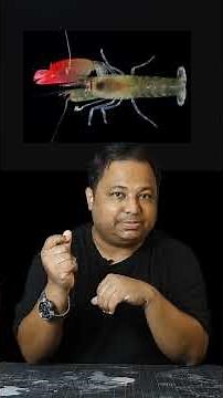 A shrimp shoots like a Gun #pistolshrimp #amazingfacts