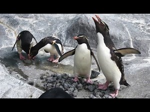 登別マリンパークニクス イワトビペンギンの鳴き声