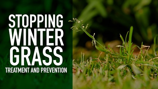 Once again, it’s the time of year when many of us start to see Winter Grass infiltrate our lawns and it can be one of the more frustrating weeds to remove year after year. In this video, we look at what winter grass is and how you can stop it from spreading throughout your lawn for good. | Lawn Solutions Australia