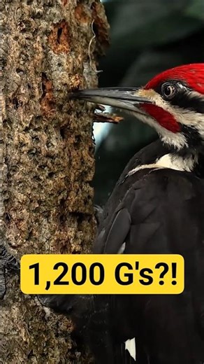 Why Woodpeckers Don’t Get Concussions 🪵🐦