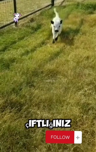 Mini Dexter: Dünyanın En Küçük Sığır Irkı... . . . . . #reelsfacebook #viral #keşfet #keşfetteyiz #Dexterİnek | Meraklı Köşe