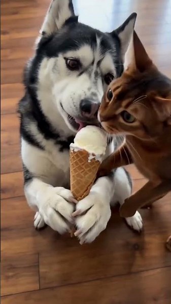 Tommy vs Caty 🐶😺💕