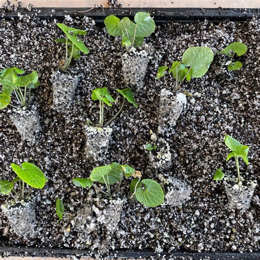 Real Japanese Wasabi Seedlings PRE ORDER SHIPS in March 2026 - Etsy