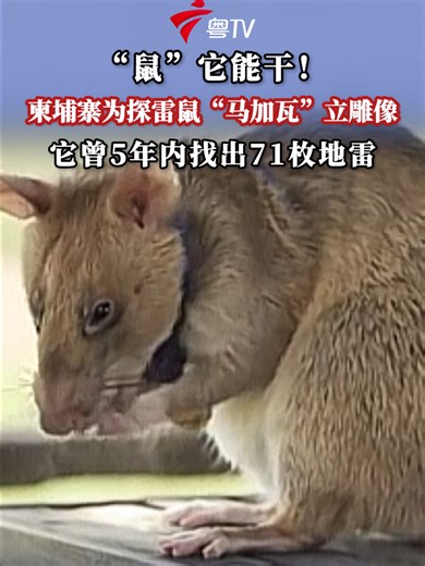 “鼠”它能干！柬埔寨为探雷鼠“马加瓦”立雕像，它曾5年内找出71枚地雷