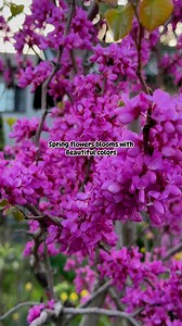 1K views · 158 reactions | JAPAN  Spring Flowers Bloom in Saitama Prefecture #nature #flowers #naturephotography #cherryblossom #flowerphotography #thankyouforwatchingmyreels | Susan Malabanan | Facebook