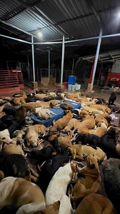 918K views · 10K reactions | Muchas veces solo podemos “Intentar ayudar”.  #ElRefugio 2:40am Jutiapa, Guatemala. 冀冀 | Corazones Jutiapanecos A Favor de los Perritos | Facebook