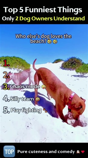 Why Two Dogs Are Better (And Funnier) Than One #ranking#cute#baby#top #funny