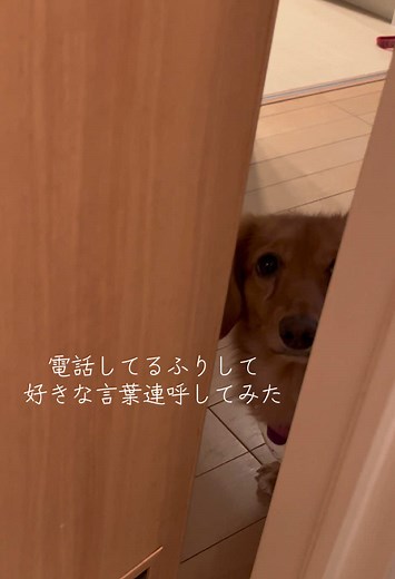 #犬