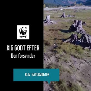 DEN VILDE NATUR FORSVINDER! ⏳😢 De seneste 50 år er klodens bestande af vilde dyr faldet med knap 70 procent i gennemsnit. Det skyldes, at dyrenes levesteder bliver ødelagt. Vil du være med til at beskytte dyrenes levesteder? Stå vagt om naturen! Bliv WWF Naturvogter ➡️ https://bit.ly/2SanfZD | WWF Verdensnaturfonden