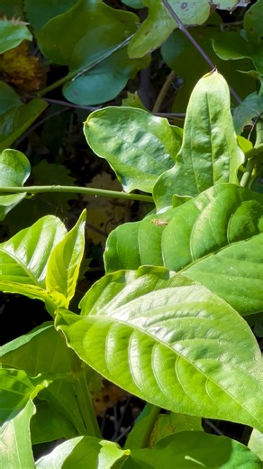 Brown-winged striped sweat bee before yesterday’s hike. The video is at 50 frames per second. They are so beautiful with their metallic green bodies! Do you see the other one sitting on the leaf? #wildlifephotography #insects #bugs #ilovebugs #floridanature #natureiswild | Florida Nature Novice
