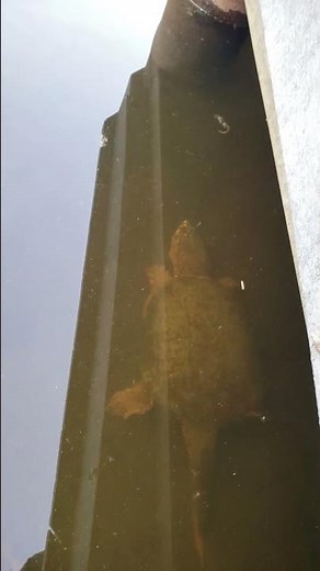 Big turtle at Ojibwe park