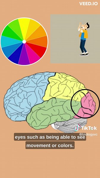 Understanding the Cerebrum in Biology