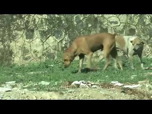 Dogs peeing on grasses