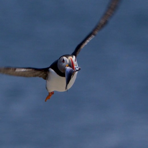 244 reactions · 18 shares | Explore the hidden lives of familiar birds with Wild Birds Revealed, a new video series by the Cornell Lab of Ornithology. From the elusive puffin, to the aerial master, the Tree Swallow, to the unrivaled fisher of the skies, the Osprey—each episode gives you rare access to the hidden lives of familiar birds, filmed by acclaimed wildlife photographers Tim and Russell Laman.  Dive underwater with puffins in Episode 2 | Cornell Lab of Ornithology | Facebook