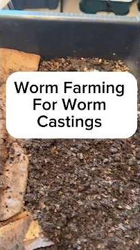 Worm Farming For Worm Castings | Red Wigglers Eating Banana and Mango #redwigglers #wormcastings