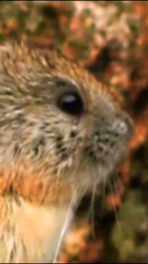 Explore Nature Now EDUCATIONAL Nature Documentary Wild Volcano Rabbit #explorenaturenow Zacatuche