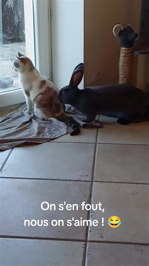 Les Animaux Drôles : Amour entre Lapins et Chats