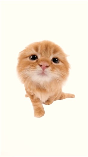 Bleh Cat 😻 Meme 👅#memes #cat #shorts #youtubeshorts #erumkhubaid