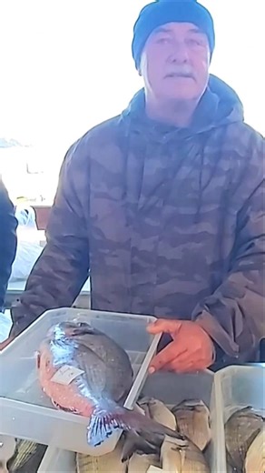 DEV ÇİPURALARA DEV FİYATLAR? #balıkmezatı #balık #fishingshorts #fishing