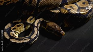 Footage of royal python in black background