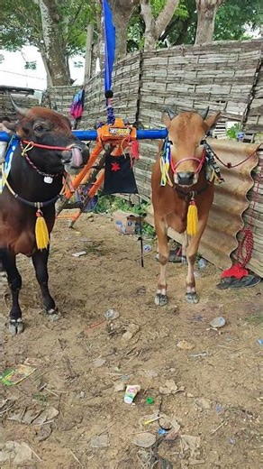 Riah sapi kerap Gemoy bik Gundul #kerapan #kerapansapi #bullrace