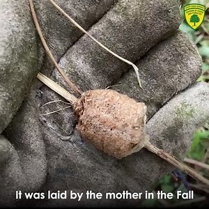 #NotesFromOurNaturalists - Baby Praying Mantis are Hatching all over New Jersey! This Wednesday, June 2, they were everywhere! Baby Chinese praying mantises! Each one a perfect little mantis about ¼ inch long. The babies are emerging from the golf ball sized nests found on sticks and weeds all over New Jersey. The eggs cases were laid last fall by the huge female mantises. Each female laid several egg cases each containing as many as 400 eggs before she died in October or November. The Chinese m