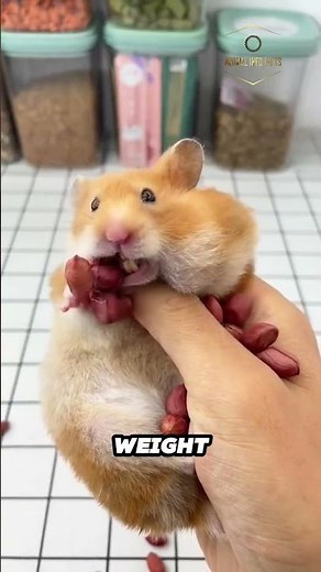 Hamster | The Animal With Super Sized Cheeks!