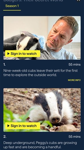 Channel 5 are showing my rare footage of a wild badger giving birth, on ‘Badgers -Their Secret World’ with Steve Backshaw. Tues 7th Oct - 7pm Wed 8th Oct -7pm This is the second showing of this footage and can also be seen on catch-up on www.channel5.com This has to be a highlight of my career. I am potentially, the only person to have filmed a wild badger give birth! 🤯 @badgertrust @channel5_tv | WildlifeKate