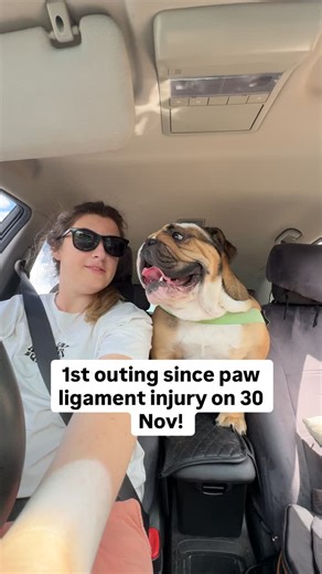 The Mighty Rufus on Instagram: "We lasted a whole 30min at Paddle & Paws before Mr Man was thoroughly cooked bc for some reason the event coordinators blocked off all the water, access to which was the only reason we were attending a summer event in the first place 🫠 But apart from the one minor tiff he was such a good boy on his anti-anxiety meds!! Definitely encourage speaking to your vet about meds if you have a reactive dog or a fearful dog! #summeroutings #goldcoastdogs #ishot"