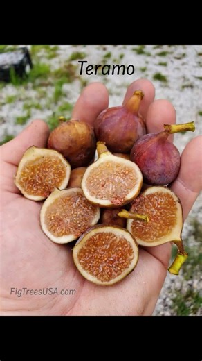 Fig of the day! Teramo #figtreesusa #figoftheday #figs #fruittrees #fruits #fruit #fig #gardening #gardenlife #garden #orchard #greenhouse #farming #Teramofig | Fig Trees USA
