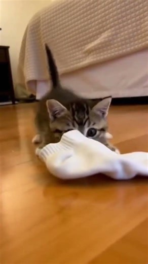 Kitten Defeats the Sock Monster 🐾🧦👾😼 #catshorts #kitty