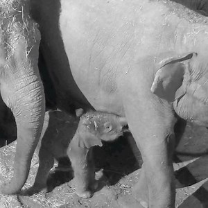 3.1K views | Chester Zoo on Reels | Facebook