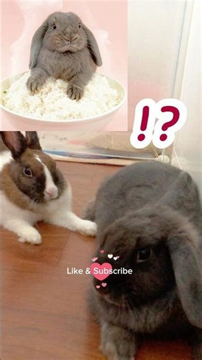 Bunny rice?? 희덮밥 兔盖饭 #pets #cute #rabbit