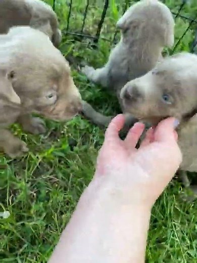 Silver Lab Puppies available