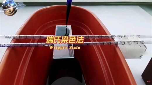 血涂片的染色方法之瑞氏染色法，手把手教学（Wright's Stain）