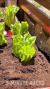 1.2M views · 6.9K reactions | Smart Gardening Hacks You Need! | 3-Minute Hacks | Facebook