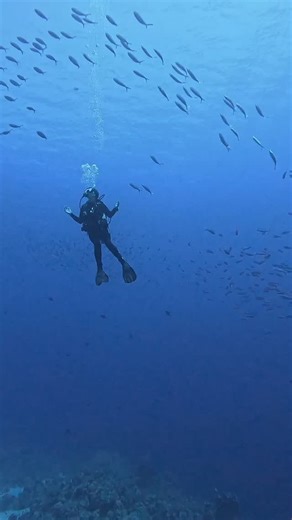 🥰 You know how a healthy coral reef looks like, don’t you? Let us refresh everyone’s memory. 👀 Come see this beauty with your own mask this winter: specials for Camel great milestone approaching are out now! 💬 camel_dive_club 📧 info@cameldive.com 🌍 www.cameldive.com #redseamagic #cameltribe #marinebiology #coralreef | Camel Dive Club & Boutique Hotel