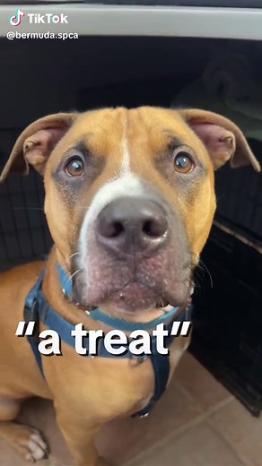 Our boy Kane loves his treats!❤️Can you give this treat loving boy a loving home? Please vist our website to learn more about Kane and all the other animals at our shelter. #bermudaspca #animalshelter #adoptme #fyp #pitbullsoftiktok #givemetreats