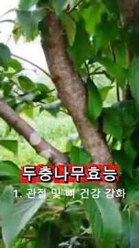 두충나무효능/뼈건강#혈압관리#기력보강#면역력#한방약재