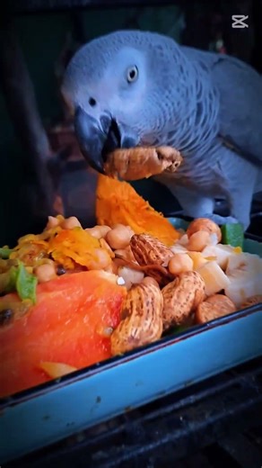 Sun conure + African Grey