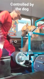 98K views · 2.7K reactions | The dog controls the speed, all we do is help them to hook on and motivate them. #caninrfitness #doggym #dogfitness #dogexercise #rundawg #slatmill | Run Dawg | Facebook