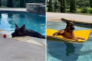 Curious 8-Week-Old Puppy ‘Does the Unexpected’ the First Time Seeing a Pool