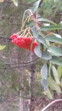 Rowan (Mountain Ash) with its typical red berries