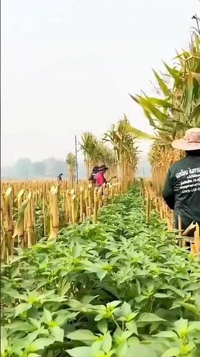 Thailand farmers grow corn and chili together for double profit