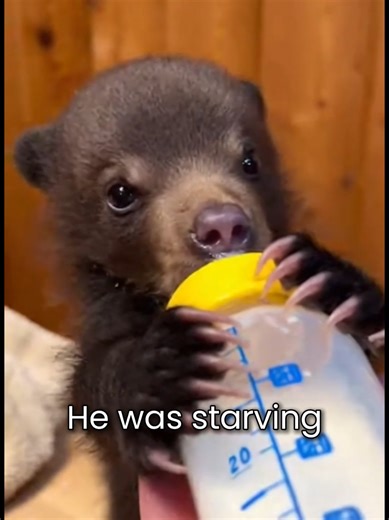 His Mother Rejected Him Because He Was Small #bear #wholesome #animals