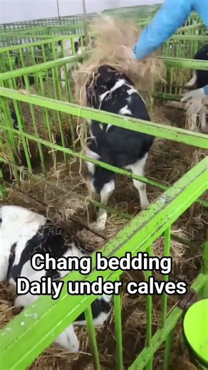 all calf shed depends on your management #foryou #cow #cattleworld #cow #calves #cowcalf #cattlecare