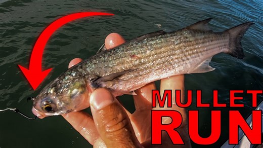 We Wait All Year for This - Epic Mullet Run Fishing